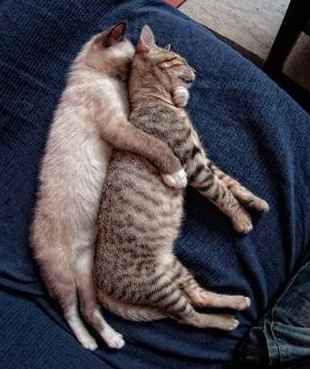 gaticos haciendo spooning