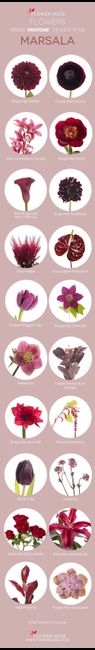 Infográfico flores burdeos / granate