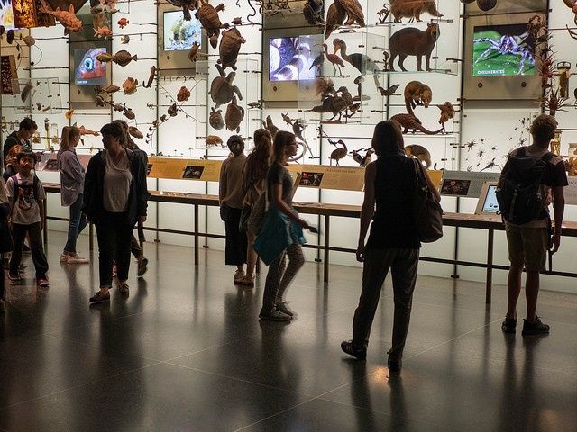 Museo de Ciencias Naturales de NY