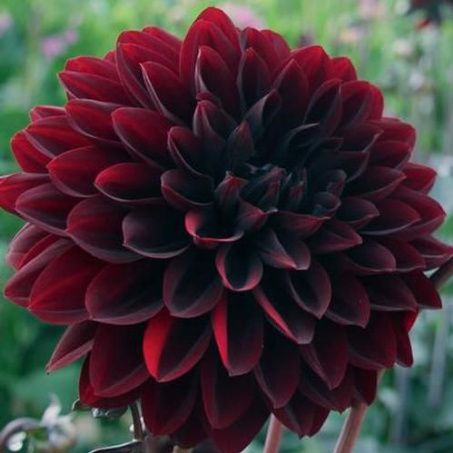 dalias