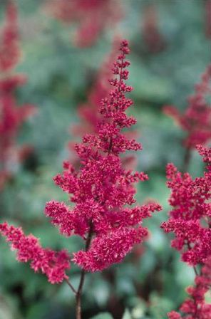 astilbe