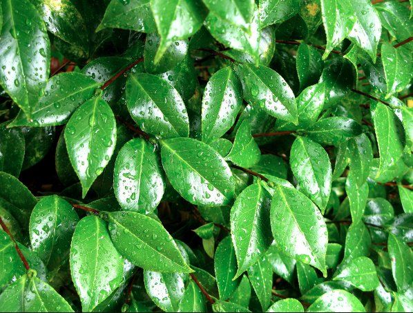 hoja de camelia