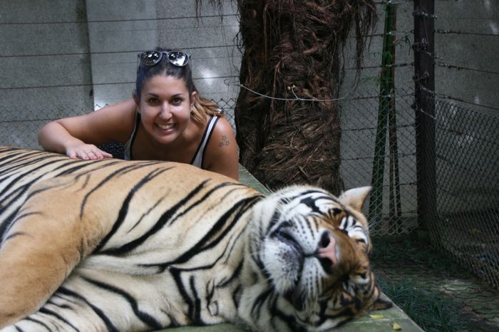 tigre