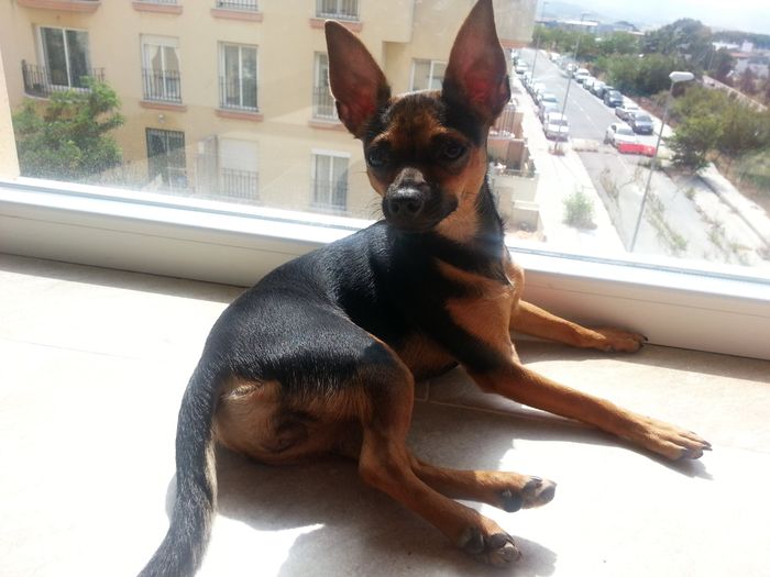 Nuestras mascotas!! - 2
