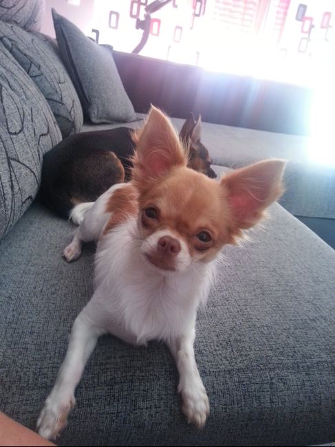 Nuestras mascotas!! - 3