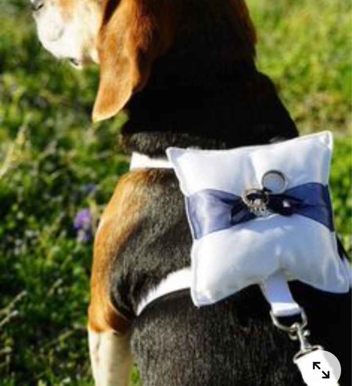 ¿Dónde puede llevar mi Perrita el anillo? - 1