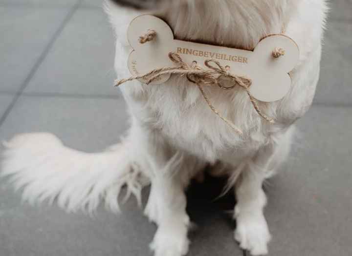¿Dónde puede llevar mi Perrita el anillo? - 2