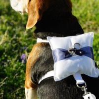 ¿Dónde puede llevar mi Perrita el anillo? - 1