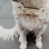 ¿Dónde puede llevar mi Perrita el anillo? - 2
