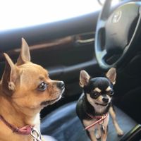 Mi mascota se llama _______ - 1