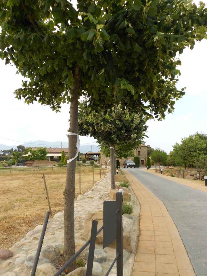 Camino