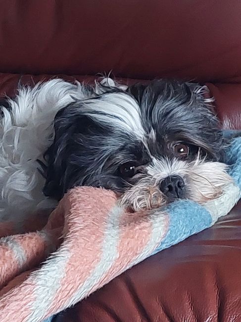 ¿Tenéis peluditos en casa? 9