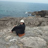 Vinu