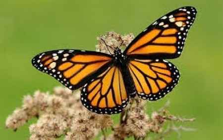 Mariposa