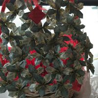 Dinero para los novios!!! - 1