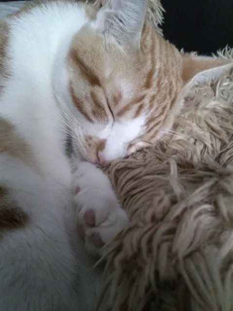 Nuestras mascotas!! - 1