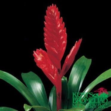 Vriesea