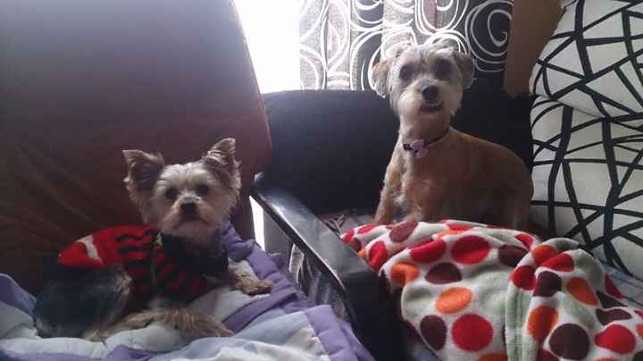 Trasto y Croqueta