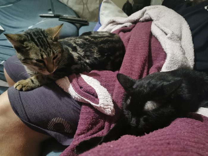 Mascotas en casa, ¿sí o no? 20