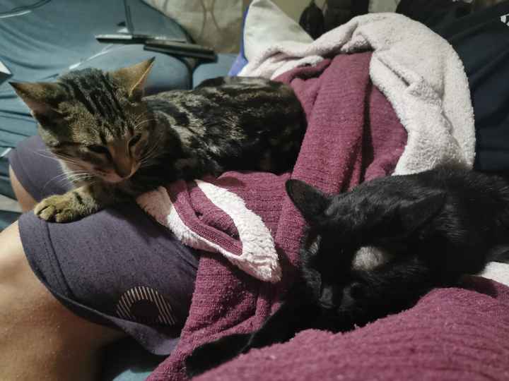 Mascotas en casa, ¿sí o no? - 1