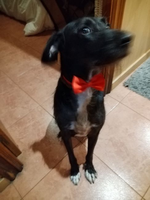 Tu perro en tu boda 1