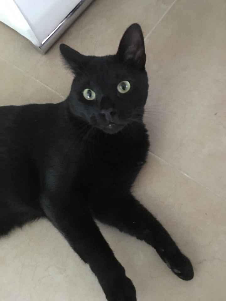 ¿Cómo se llama vuestra mascota? - 1