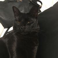 ¿Cómo se llama vuestra mascota? - 1
