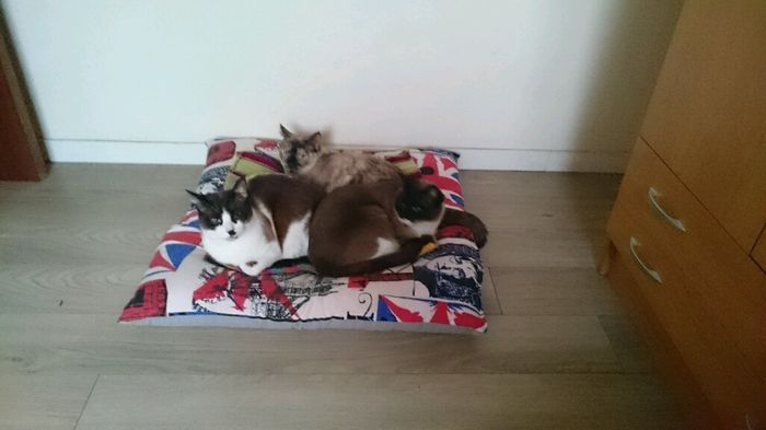 Nuestras mascotas!! - 1
