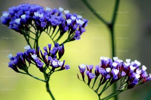 Limonium