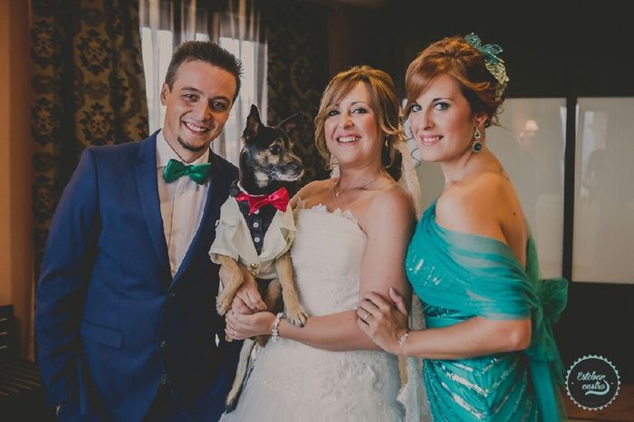 Las mascotas van de boda - 1
