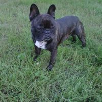 Nuestras mascotas!! - 2