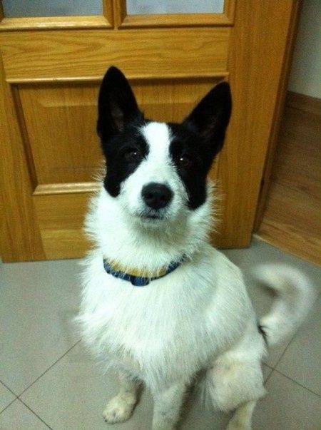 Nuestras mascotas!! - 1