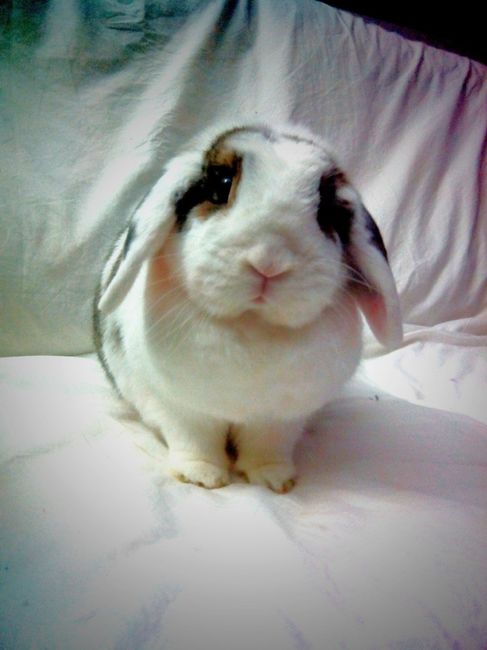 Tara mi coneja Belier