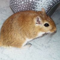 Conco Jerbito