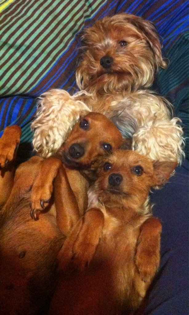 ¿Cómo se llama vuestra mascota? - 1