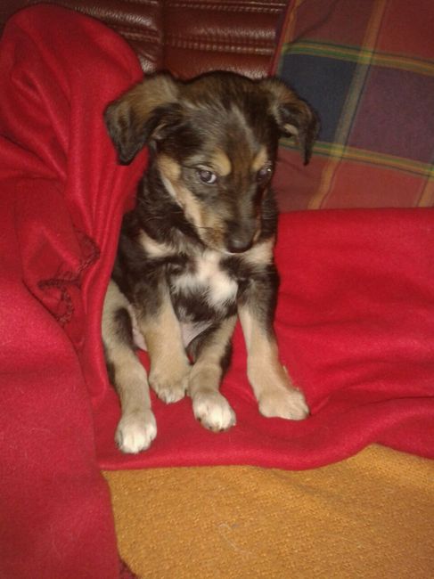 Nuestras mascotas!! - 1