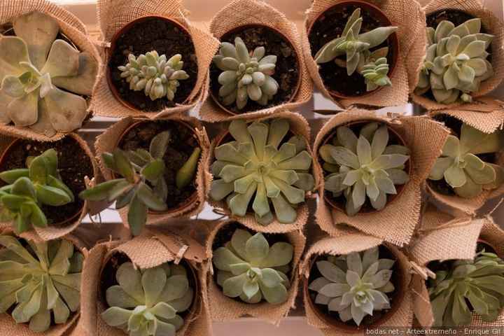 ¡Di sí a regalar plantas en la boda! 🌵 - 1