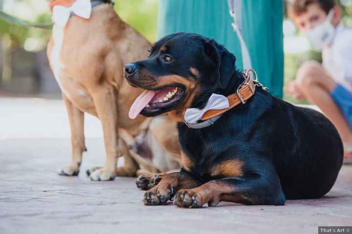 3 mascotas, ¿cuál te gusta más? - 1