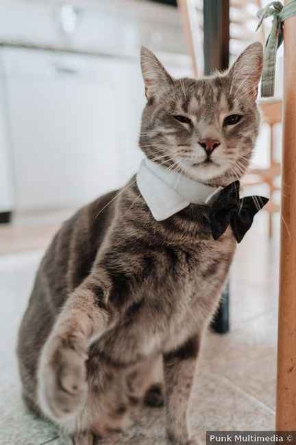 Gatito de boda, ¡miau! 🐈 - 1