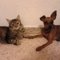Nuestras mascotas!! - 1