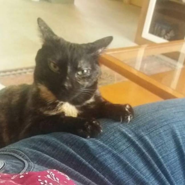 ¿Qué mascota tenéis en común? 😍 2
