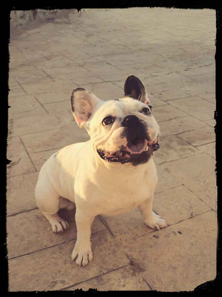Nuestras mascotas!! - 1