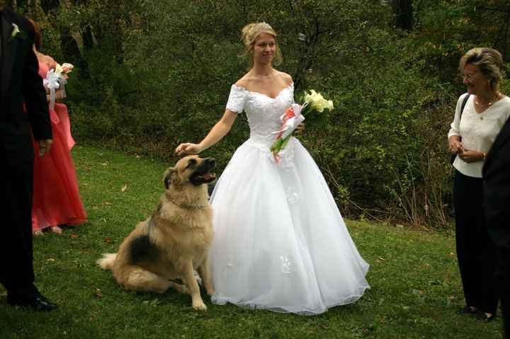 Collares perrunos - 5