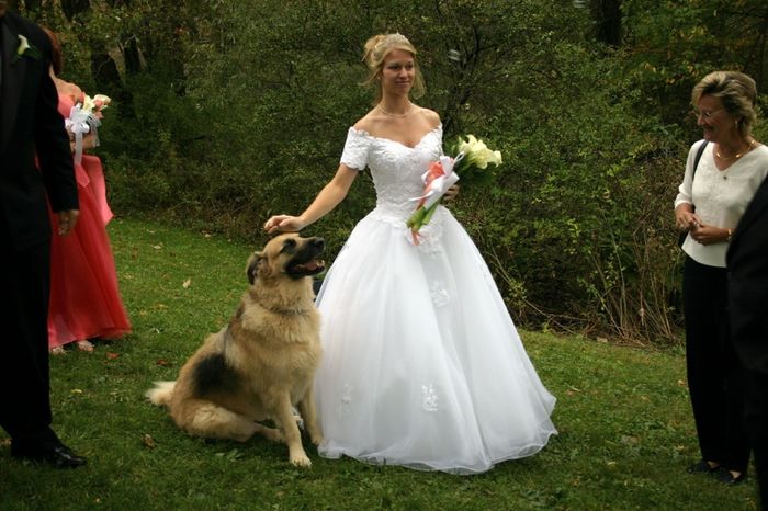 Collares perrunos - 5