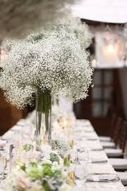 paniculata