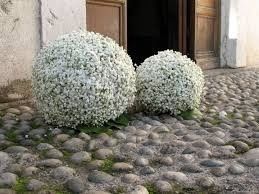 paniculata