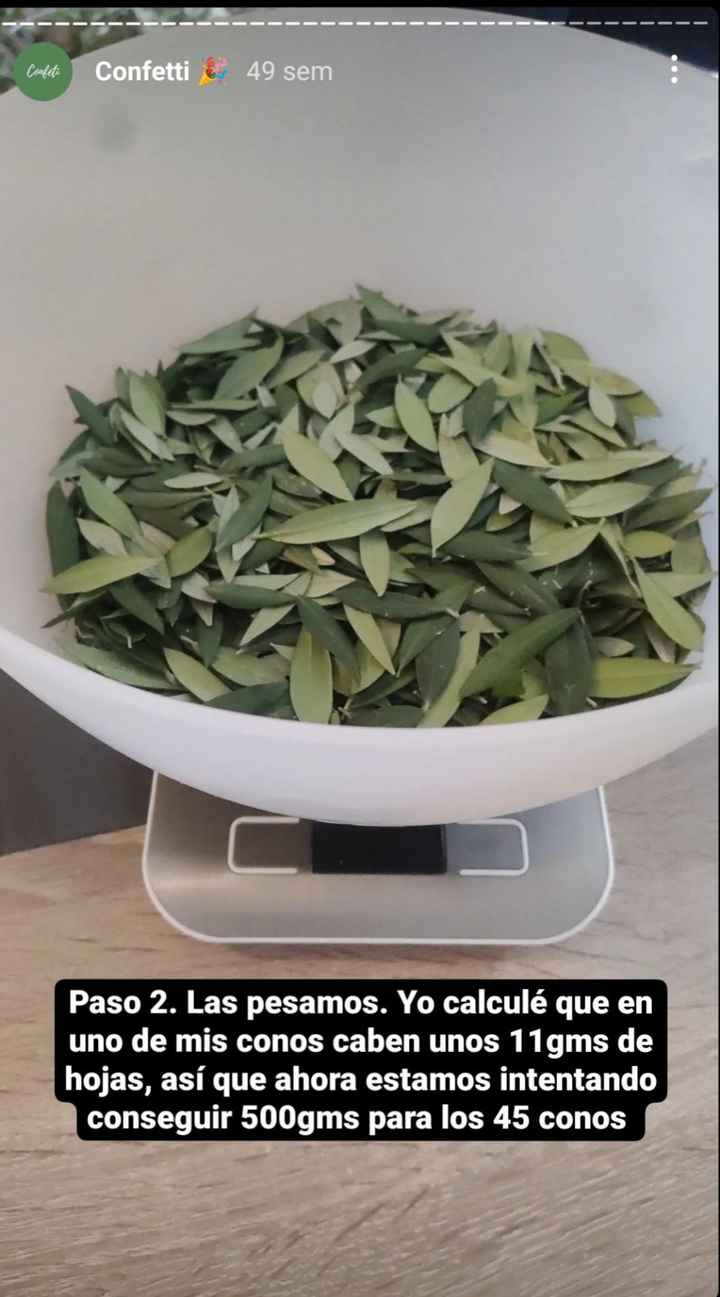 Limpiar las hojas de olivo - 4