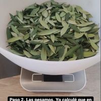 Limpiar las hojas de olivo - 4