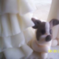 Mascota de cerca