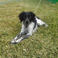 Nuestras mascotas!! - 1
